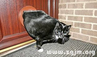 周公解梦 梦见猫,梦见猫的寓意与象征