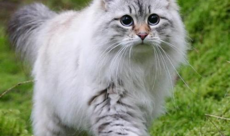 猫的生活习性,揭秘喵星人的独特魅力